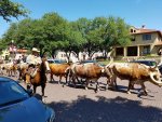 texas_longhorns_in_the_street.JPG