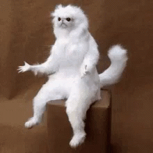 17352DB1-394B-425E-ACA3-D054AEAF2CD5.gif