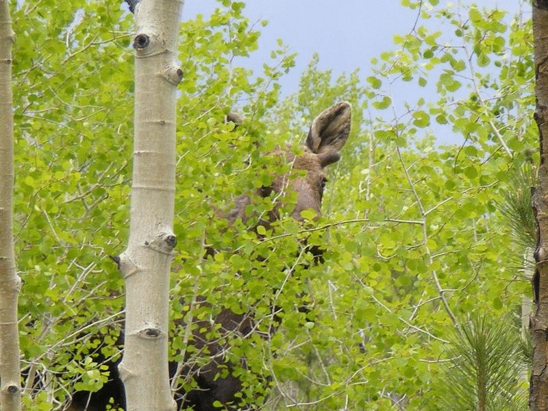 2009.05dd_USCo.ECHL_Moos+Deer.GIF