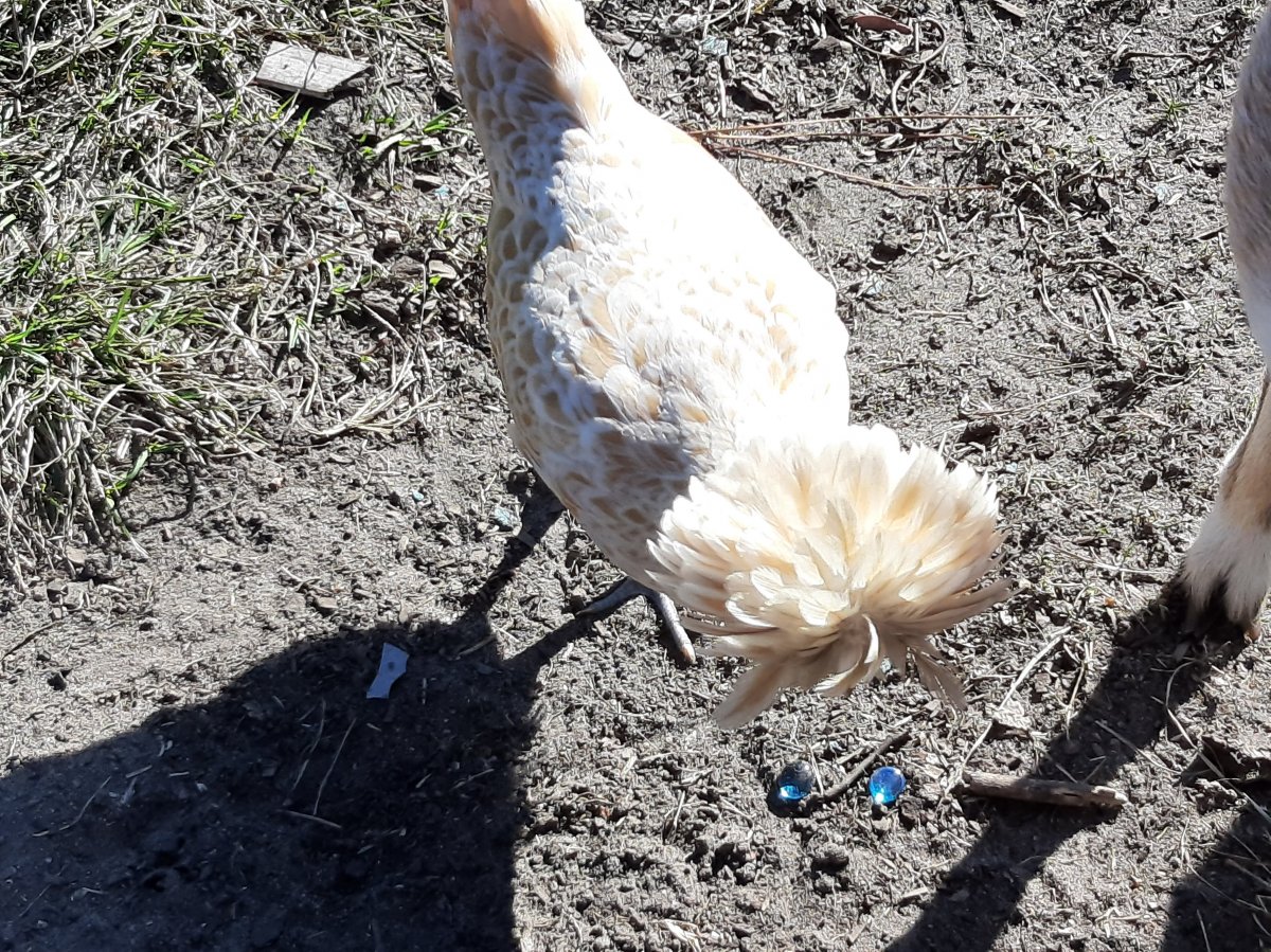 Chicken crossing the road