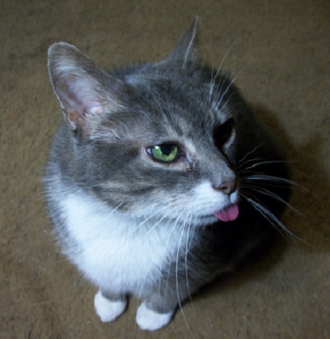 20251126 no turkey 4 cabbit.jpg