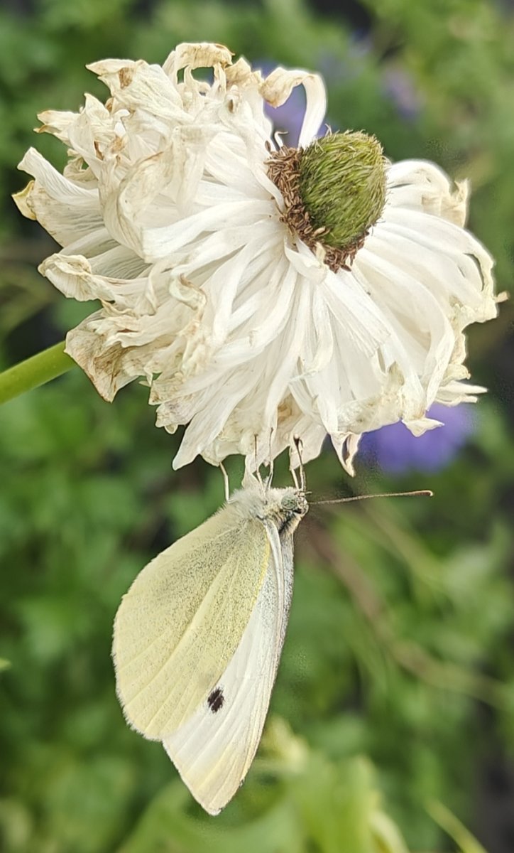 WHO HAS SOME BEAUTIFUL PICTURES TO SHARE?????