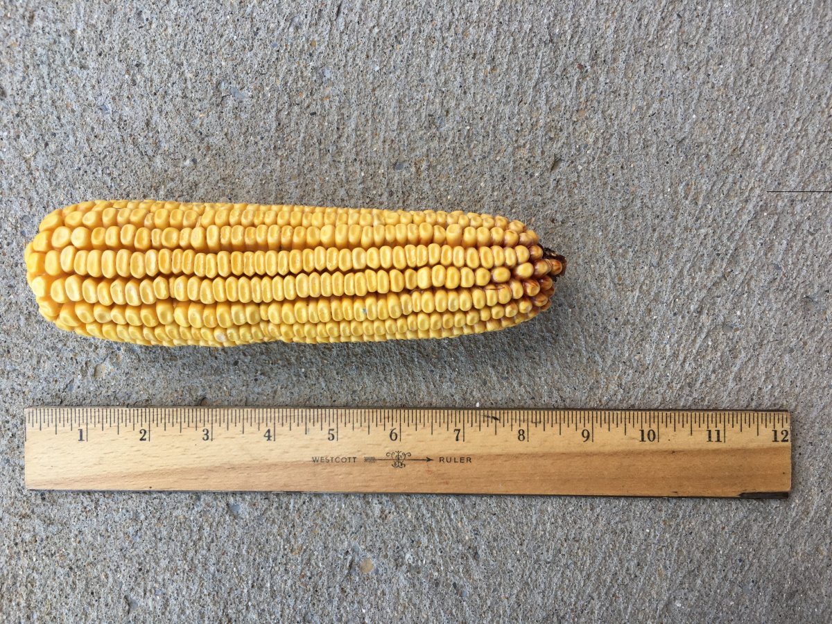 61184