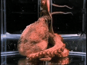 AdoredPotableChicken-size_restricted.gif