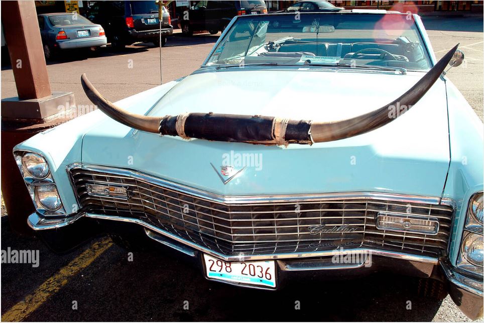 bull horns.JPG