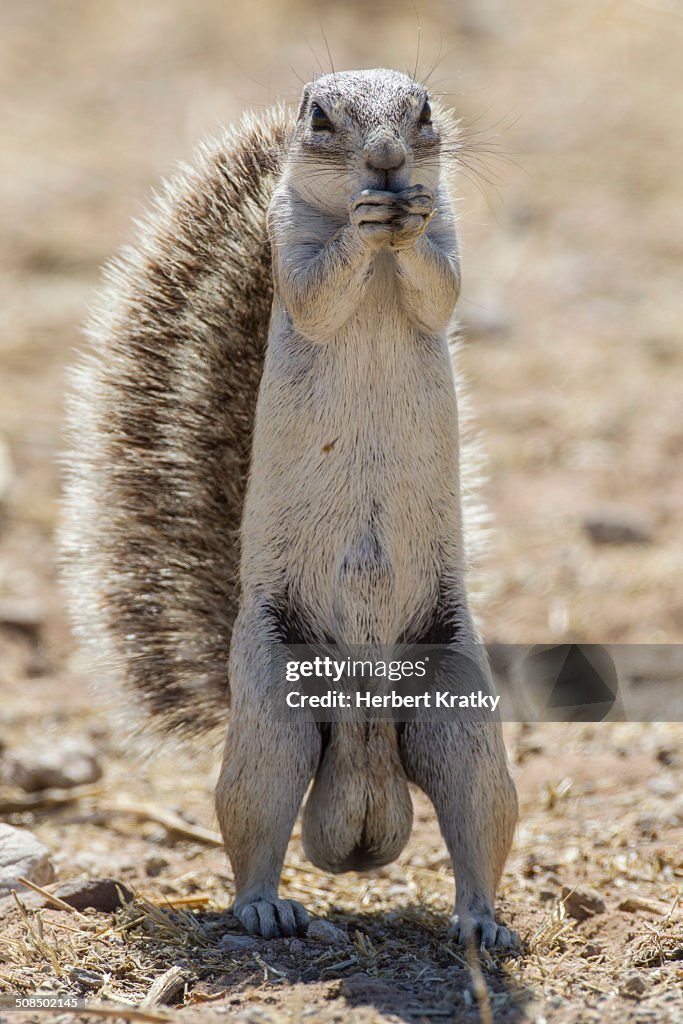 cape-ground-squirrel-xerus-inauris-etosha-national-park-namibia-africa.jpg