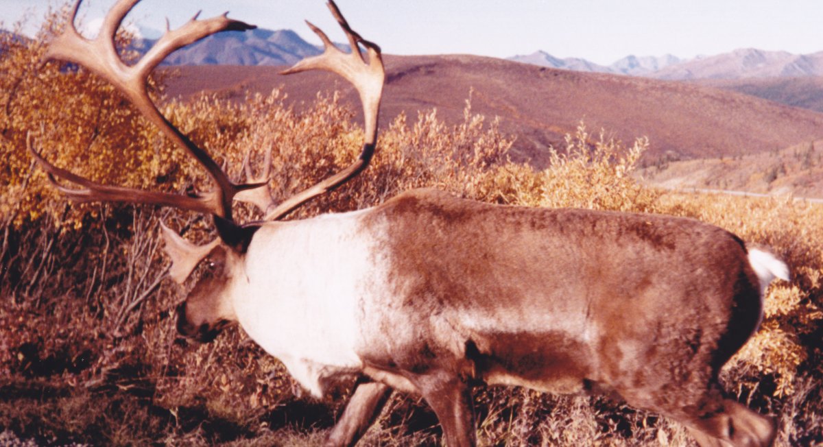 CARIBOU.jpg
