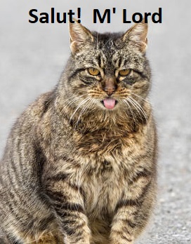 cat tongue salute.jpg
