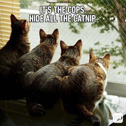 catnip 2.jpg