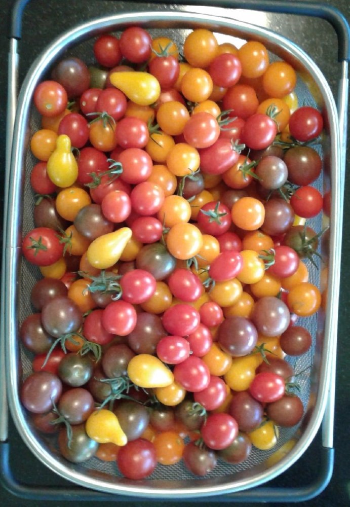 cherry tomatos.jpeg