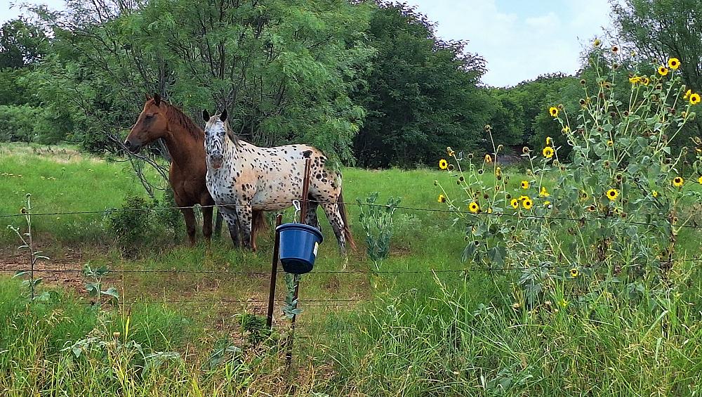 chisholm_trail_horses.JPG