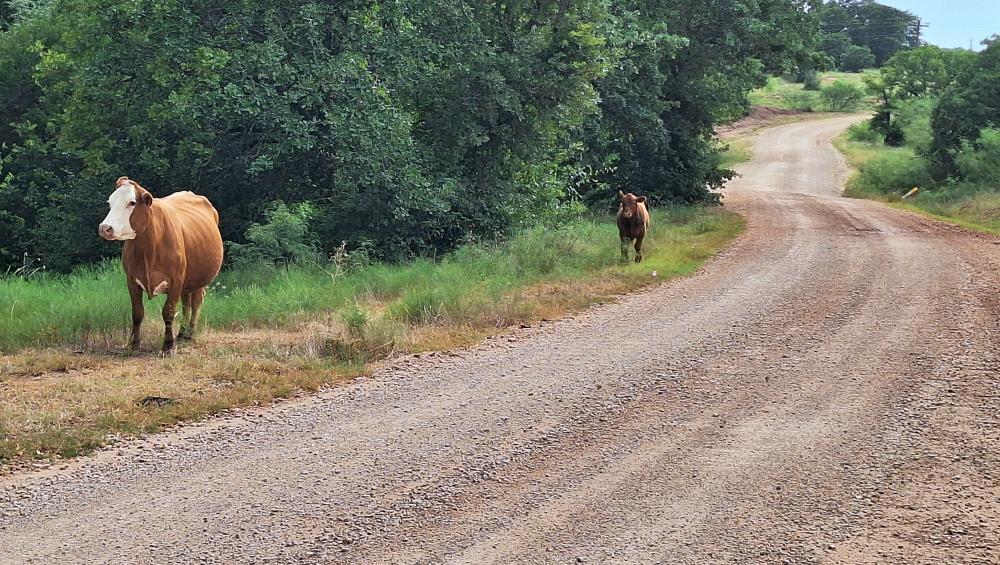 cows_along_road.JPG