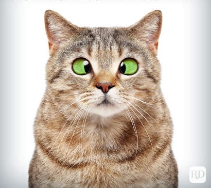 cross eyed cat 2.jpg