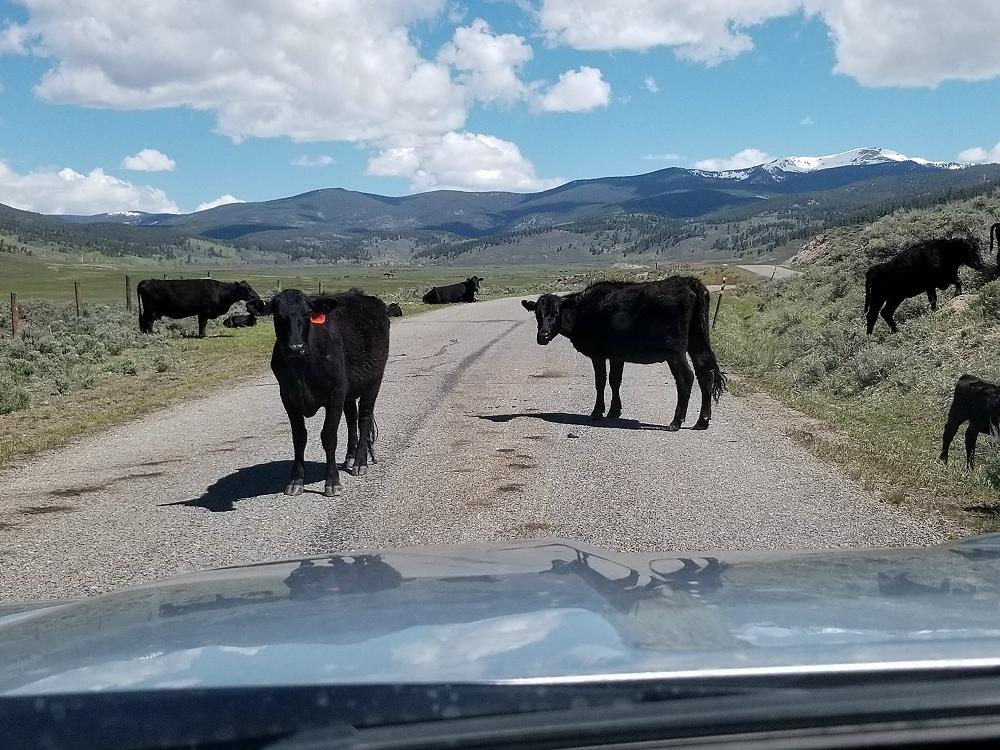 day-5-cows.JPG