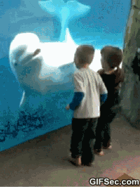 DEAB1BA6-236B-4110-A562-8E5E636C7C42.gif
