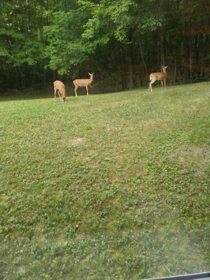 deer pic.jpeg