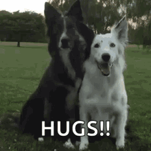 dog-hugs.gif