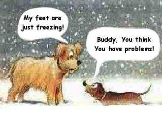 dogs.jpeg