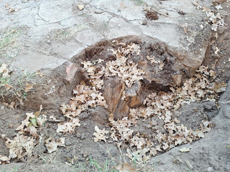 driveway_stump-100.JPG