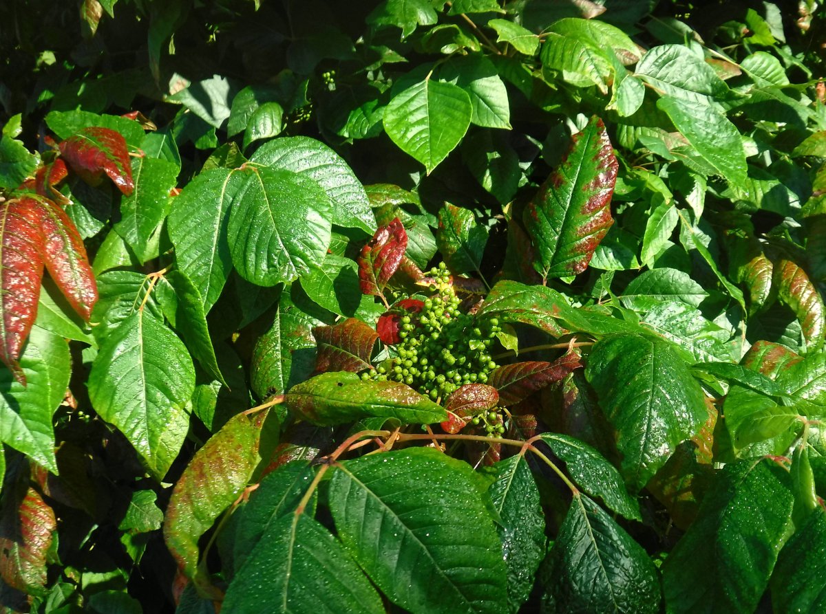 DSCF0424.JPG
