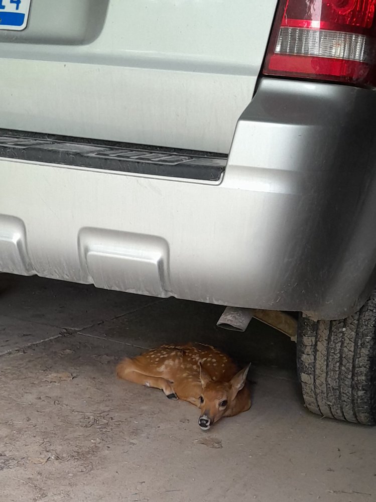 fawn under car.jpg
