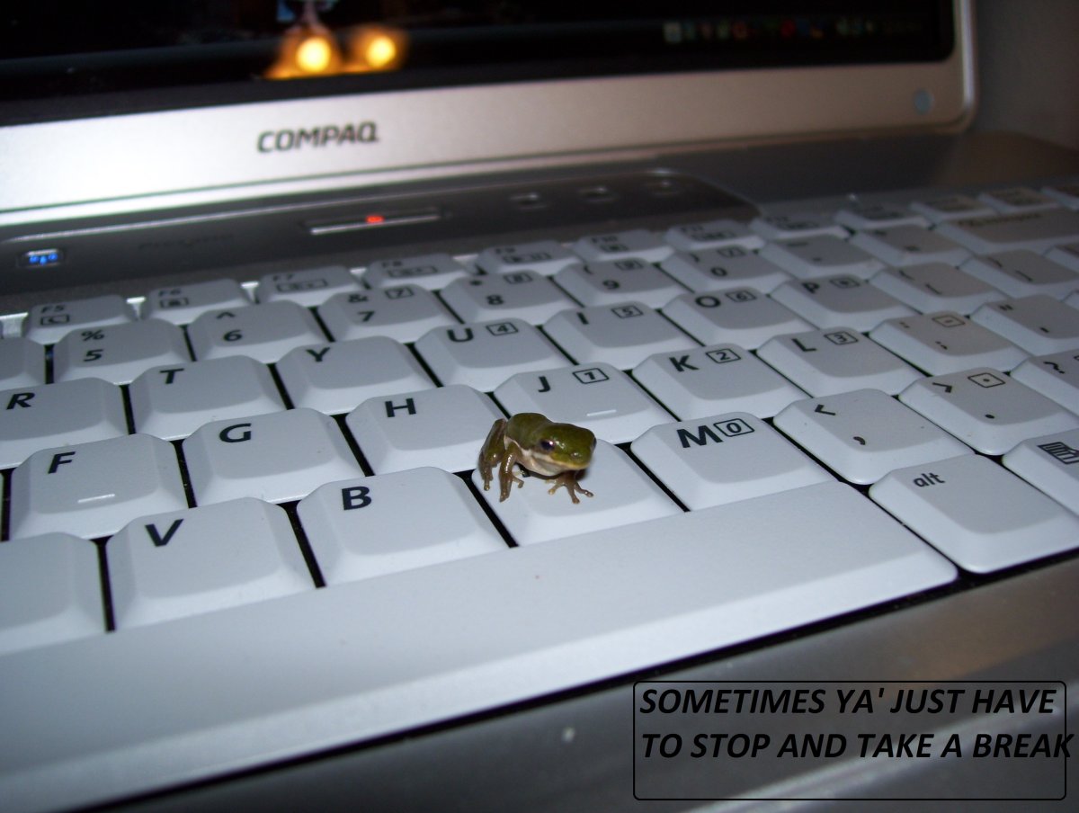 Frog takes a break.jpg