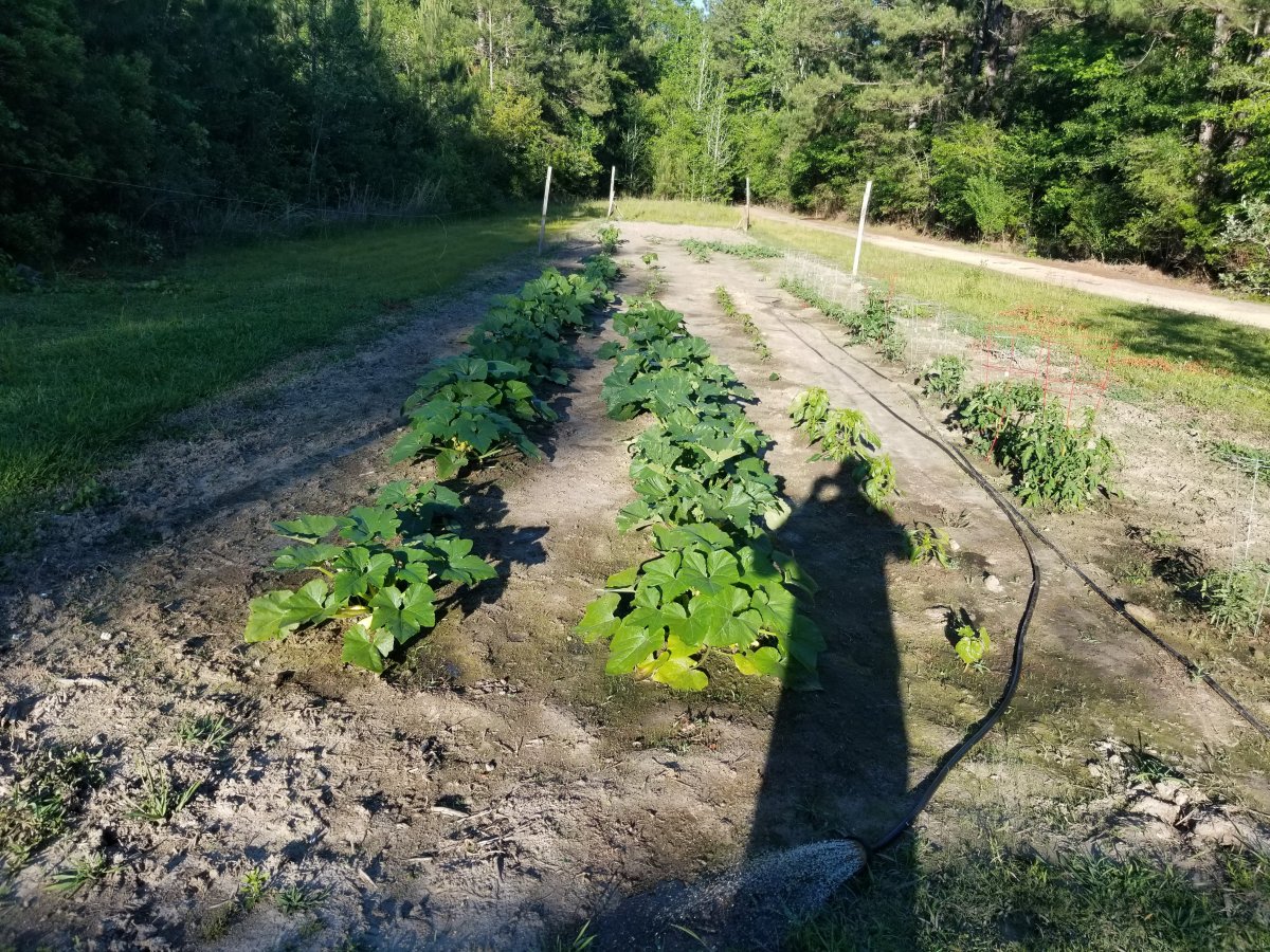 Garden.jpg