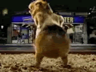 giphy (2).gif