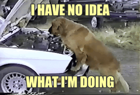 giphy (4).gif