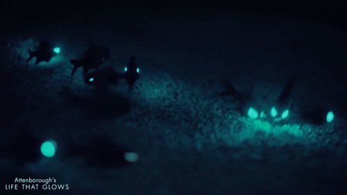 giphy (65).gif