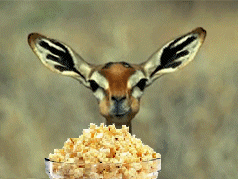 giphy-9.gif