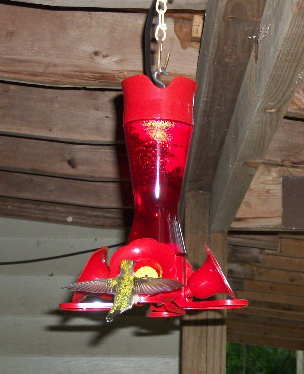 hummer 20250526.jpg