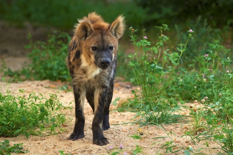 hyena-in-the-wild-760x505.jpg