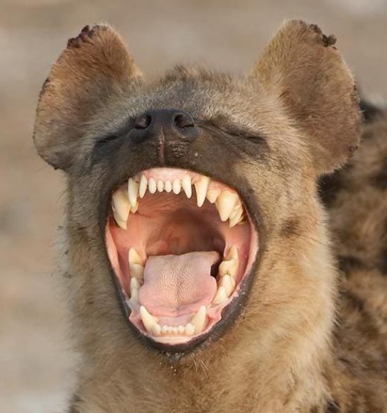 hyena laughing.jpeg