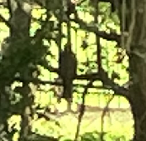IMG_1896.jpeg