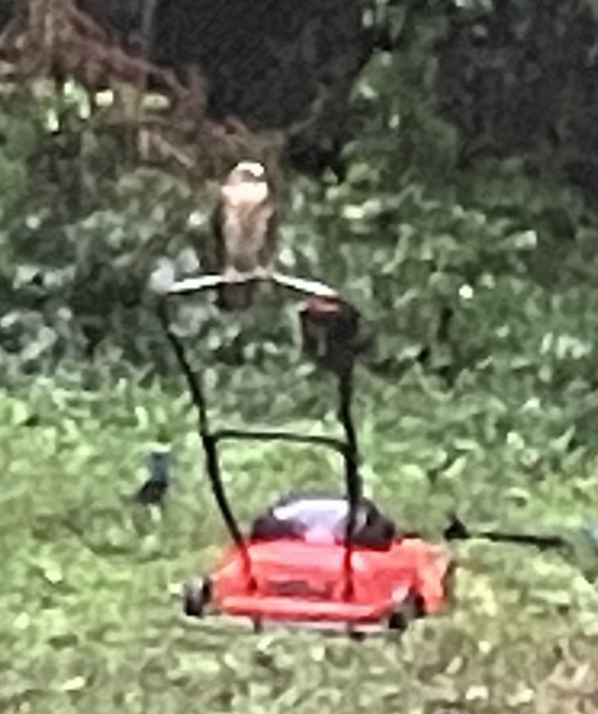 IMG_2903.jpeg