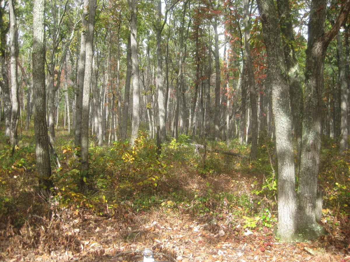 IMG_3354.JPG