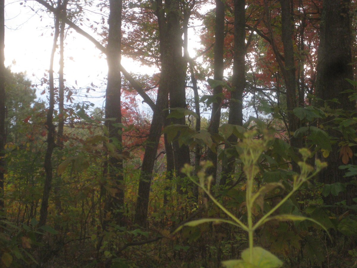 IMG_3362.JPG