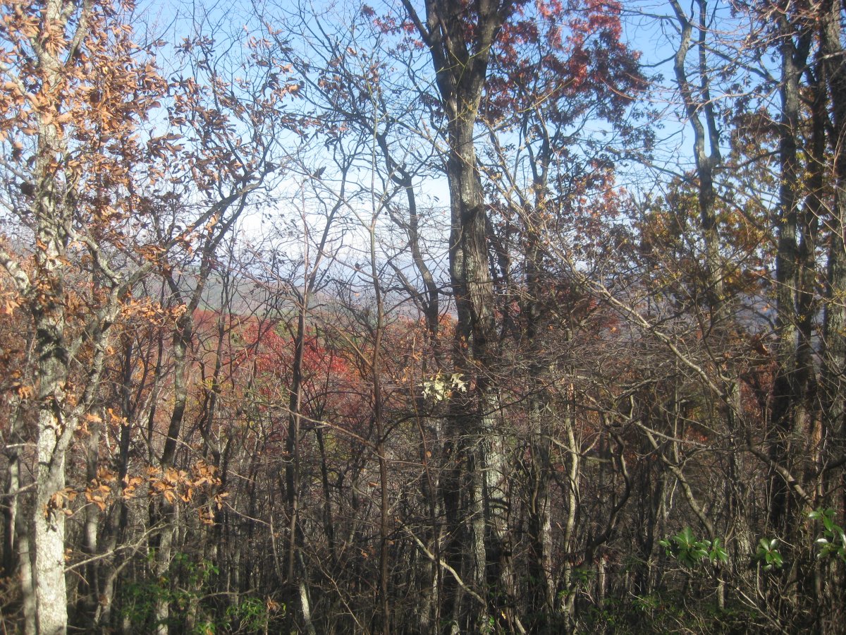 IMG_3377.JPG