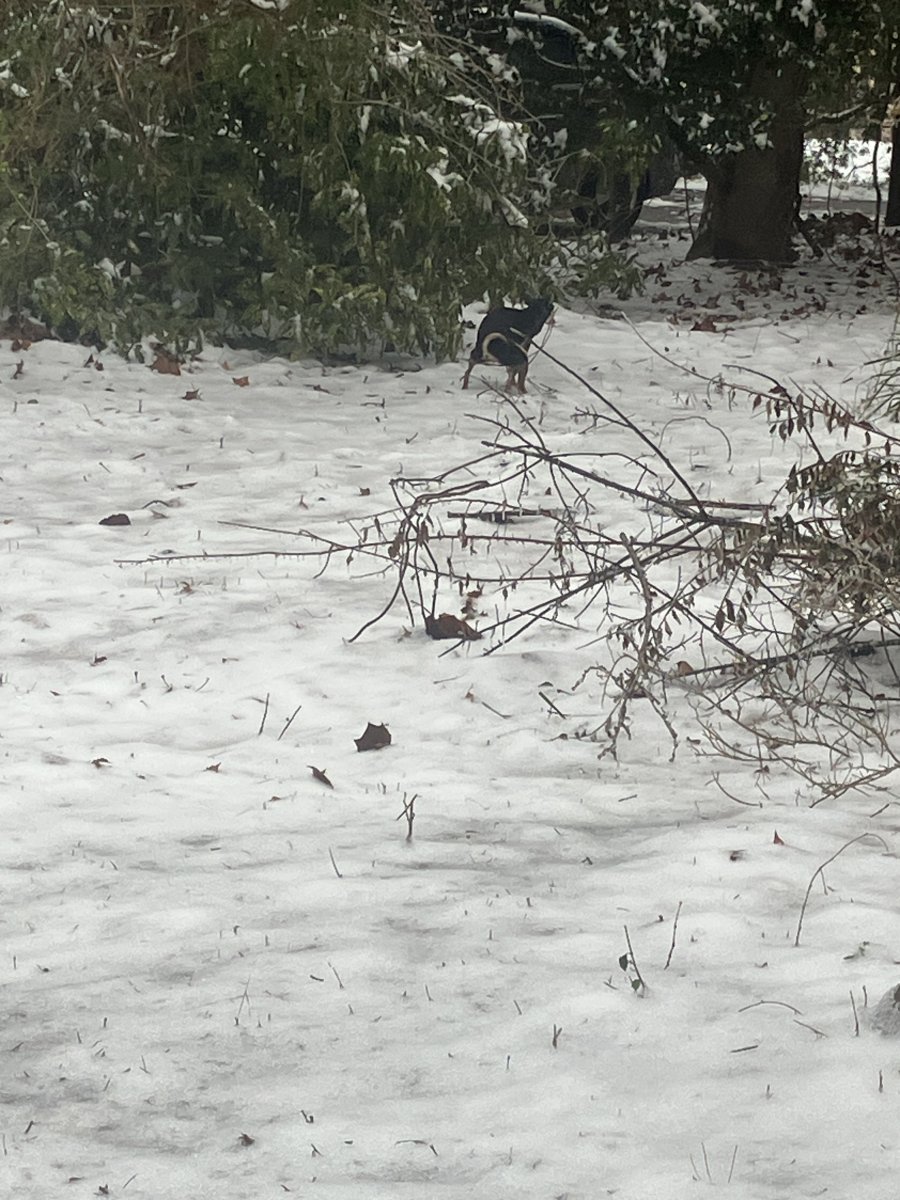 IMG_3637.jpeg