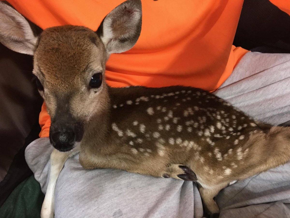 Itty bitty deer.jpg