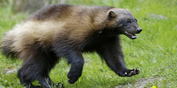 mammal_wolverine_600x300.jpg