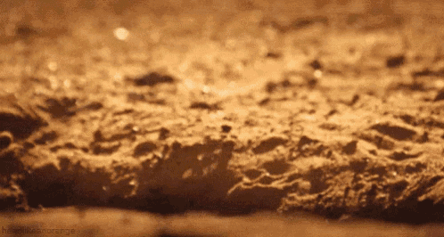 meerkat-popup.gif
