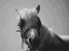 pantoffeldiertje-test.gif