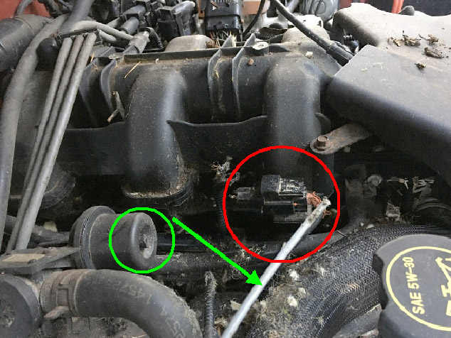 Rat Damage 1.jpg