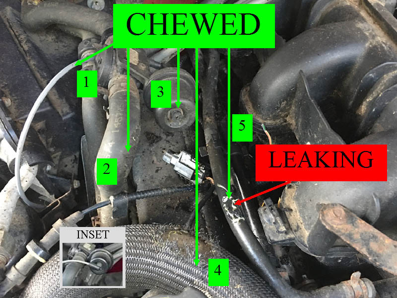 2005 Ranger 4x4 - 4.0 SOHC Wiring - Rodent Damage