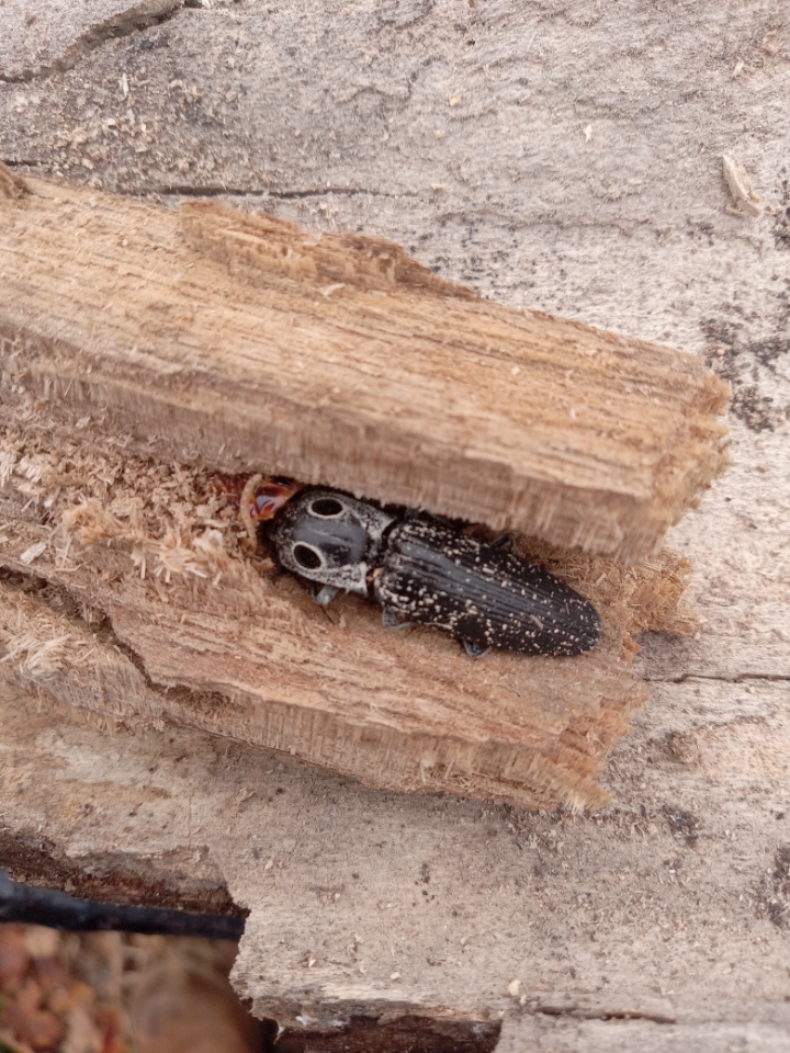 Anyone know what kind of bug this is? | The Ranger Station