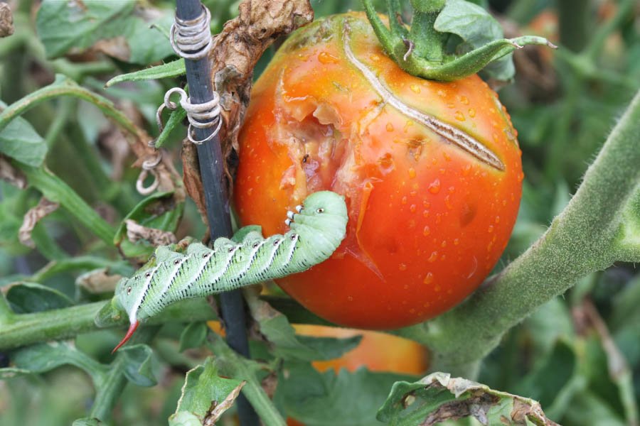 Farm and Garden