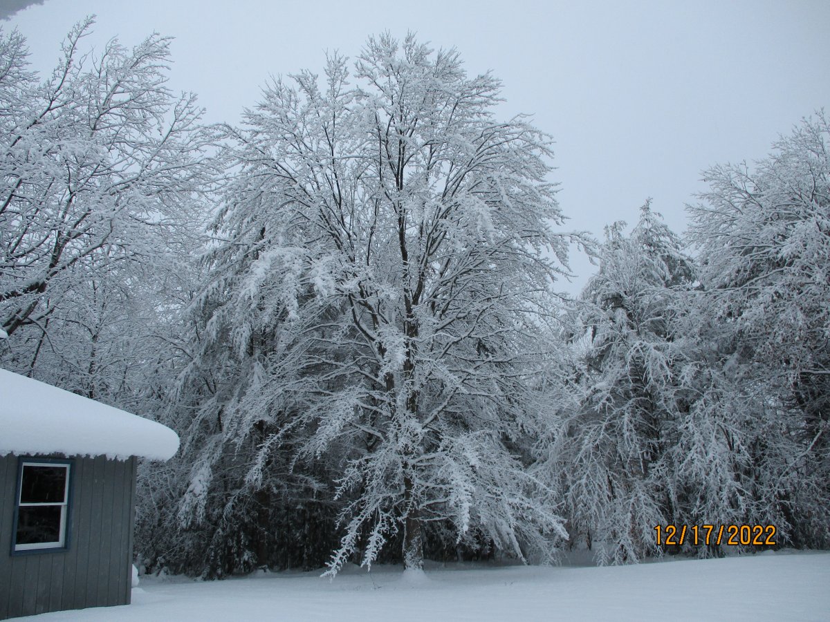 snow dec 17.JPG