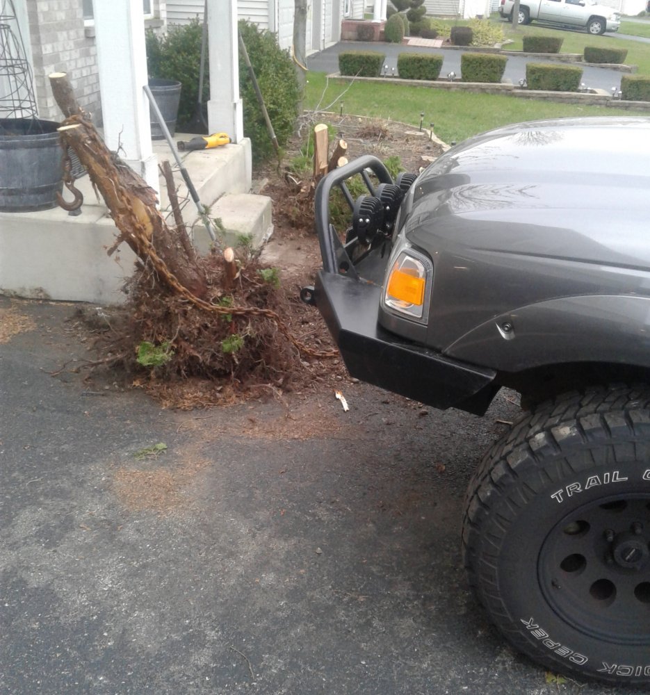 stumps.jpg